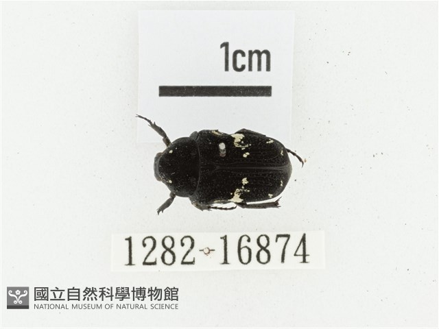 橫斑黑花金龜藏品圖，第1張