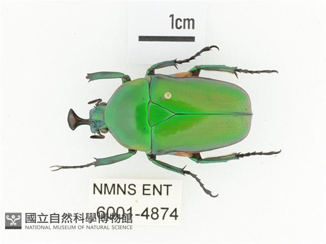 臺灣扇角金龜藏品圖，第1張