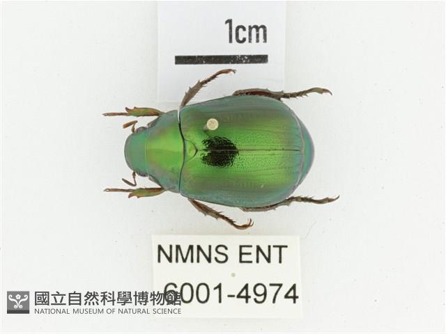 綠艷金龜藏品圖，第1張