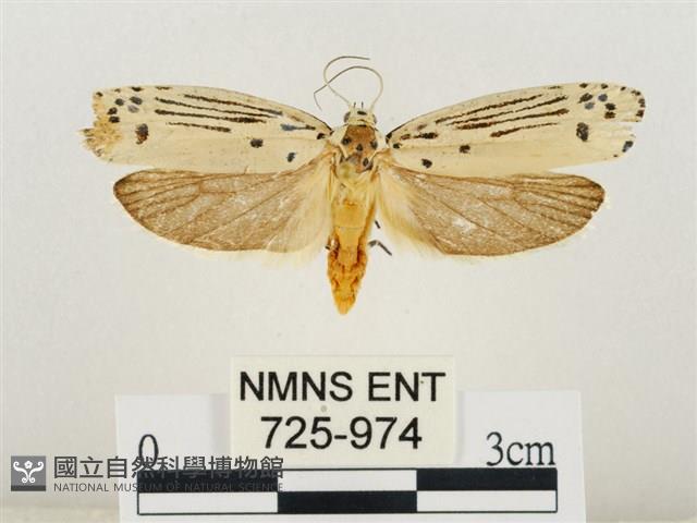 線紋篩蛾藏品圖，第1張