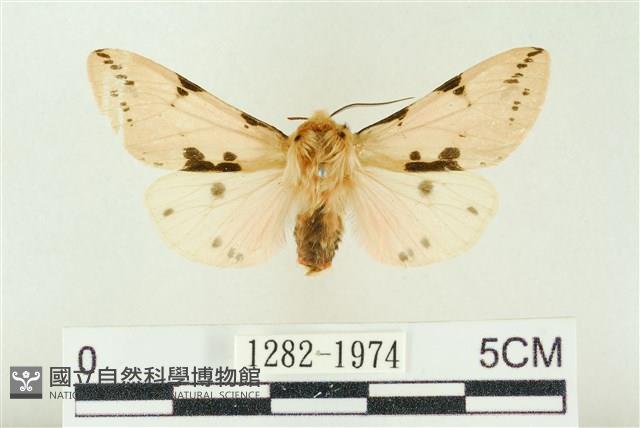 棍棒污燈蛾藏品圖，第1張