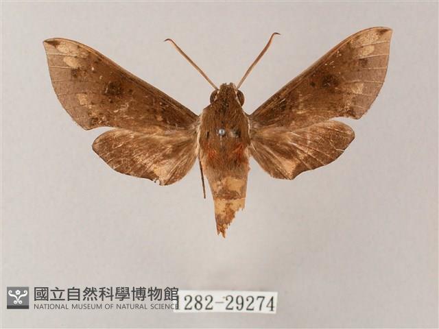 蒙古白肩天蛾藏品圖，第1張