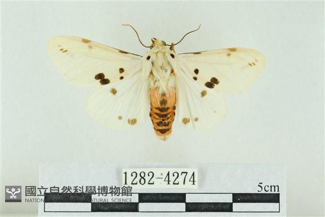 菊池污燈蛾藏品圖，第1張