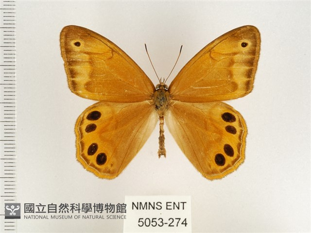 孿斑黛眼蝶藏品圖，第1張