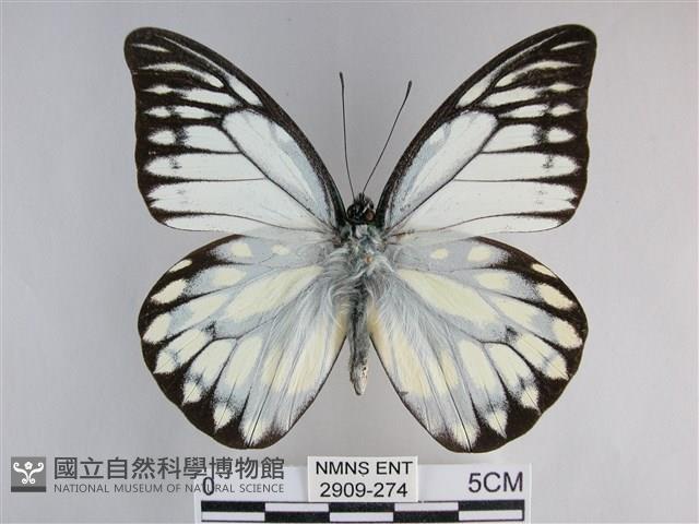 鋸粉蝶藏品圖，第1張