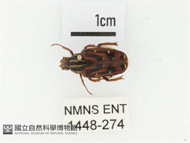 巴蘭陷紋金龜藏品圖，第1張