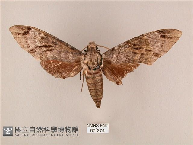 粗斜紋天蛾藏品圖，第1張