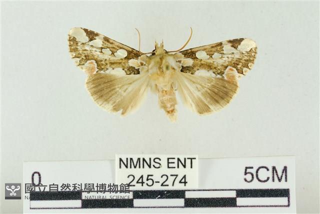 連珠波紋蛾藏品圖，第1張