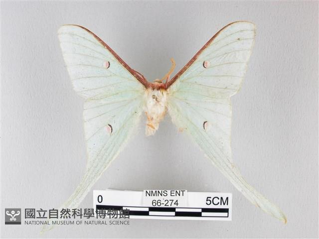 姬長尾水青蛾藏品圖，第1張