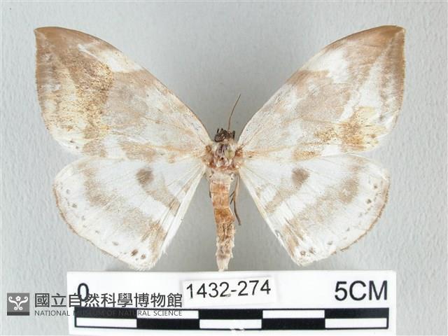 圓翅大鉤蛾藏品圖，第1張