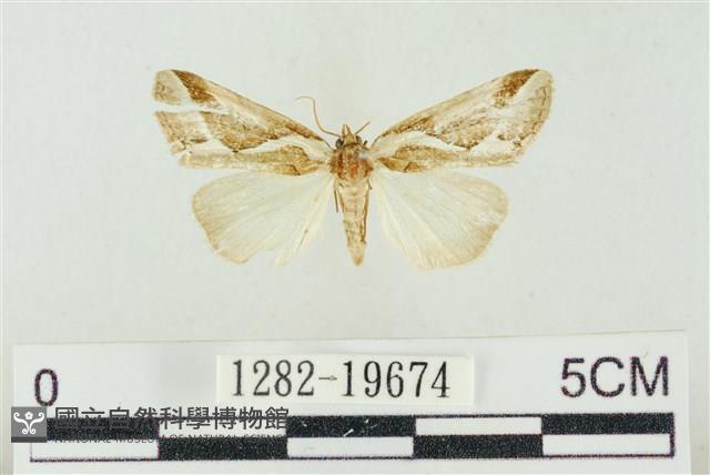 素木氏美波紋蛾藏品圖，第1張