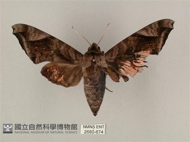 全緣缺角天蛾藏品圖，第1張