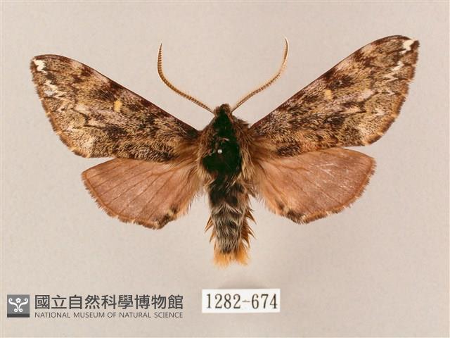 井上氏絨毛天蛾藏品圖，第1張