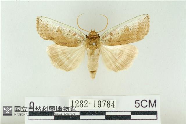 臺洒波紋蛾藏品圖，第1張