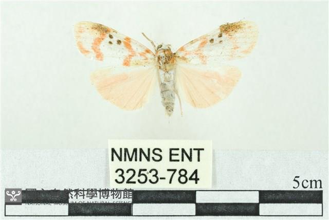 臺雪苔蛾藏品圖，第1張