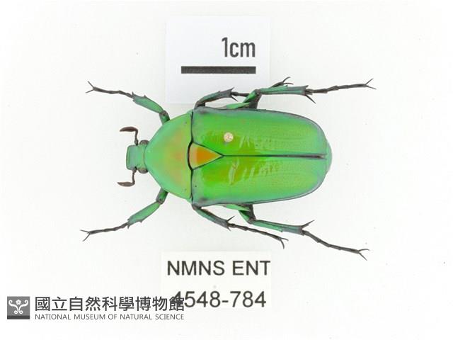 金艷騷金龜藏品圖，第1張
