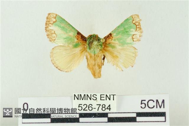基褐綠刺蛾藏品圖，第1張