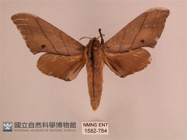 直翅六點天蛾藏品圖，第1張