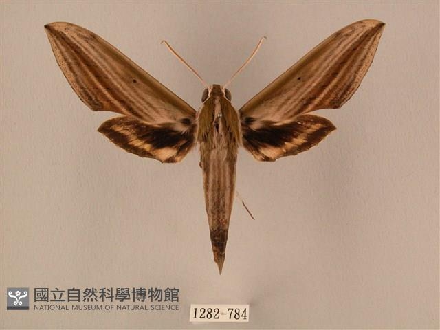 棕綠背線天蛾藏品圖，第1張