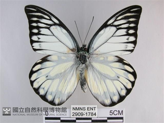 鋸粉蝶藏品圖，第1張