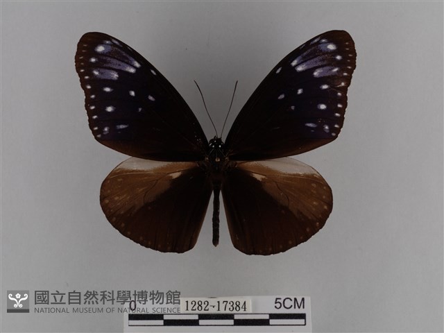 異紋紫斑蝶藏品圖，第1張