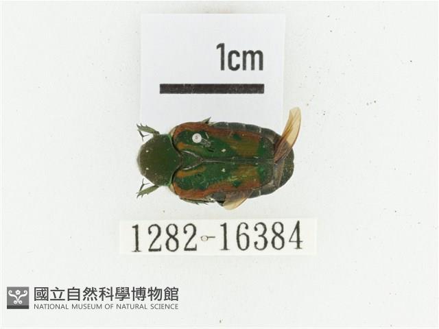 黑斑陷紋金龜藏品圖，第1張