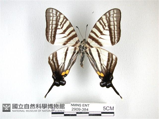 劍鳳蝶藏品圖，第1張