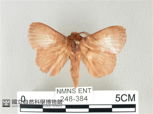 馬尾松枯葉蛾藏品圖，第1張