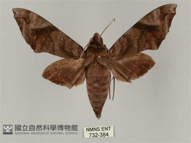 半緣缺角天蛾藏品圖，第1張