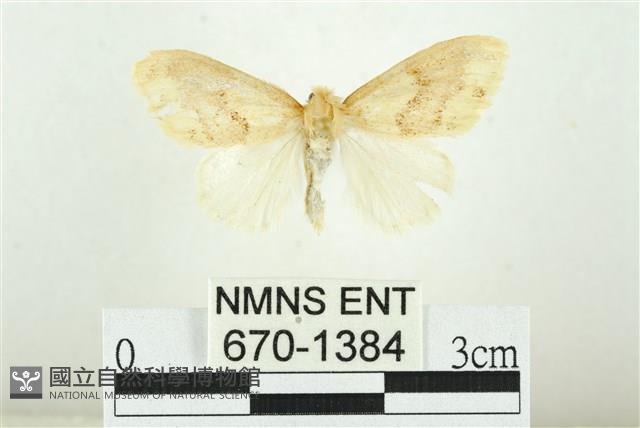 寬紋黃毒蛾藏品圖，第1張