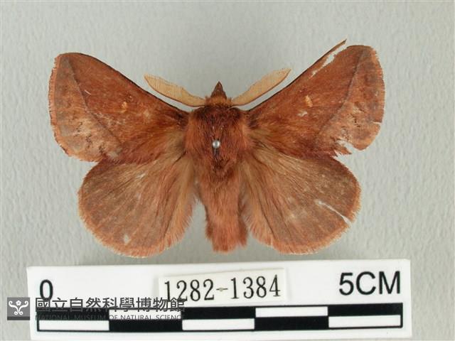 褐斜帶枯葉蛾藏品圖，第1張