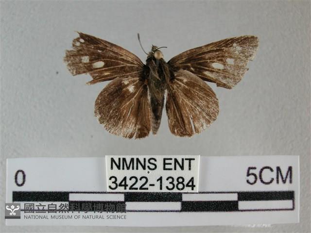 黑星弄蝶藏品圖，第1張