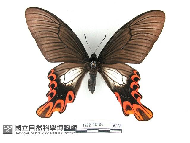 臺灣寬尾鳳蝶藏品圖，第1張
