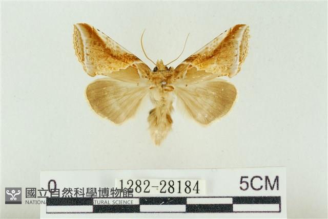 印華波紋蛾藏品圖，第1張