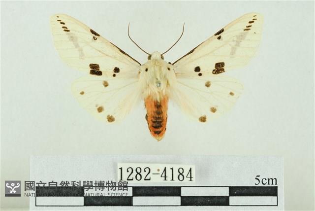 菊池污燈蛾藏品圖，第1張