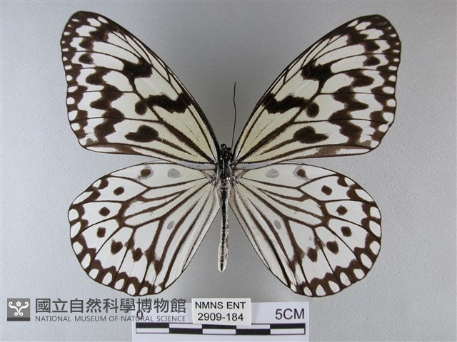 大白斑蝶藏品圖，第1張