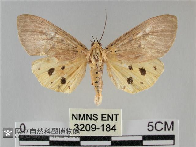 一點擬燈蛾藏品圖，第1張