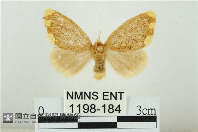 黑翅黃毒蛾藏品圖，第1張