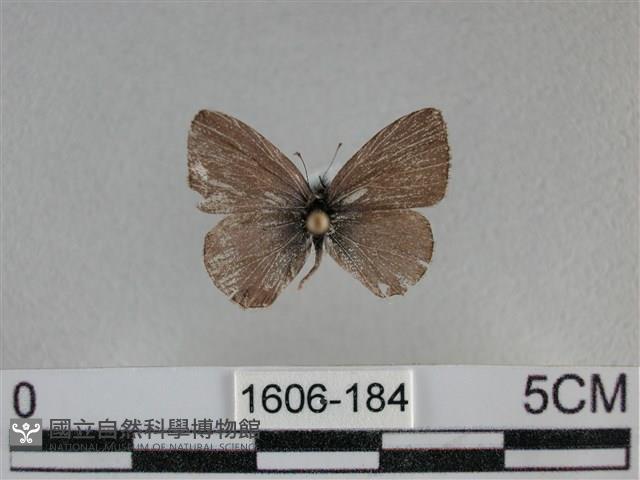 波灰蝶藏品圖，第1張