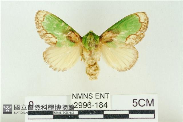 基黃綠刺蛾藏品圖，第1張