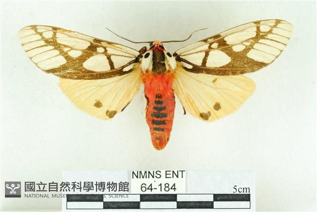 乳白斑燈蛾藏品圖，第1張