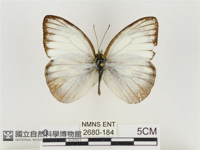 淡褐脈粉蝶藏品圖，第1張