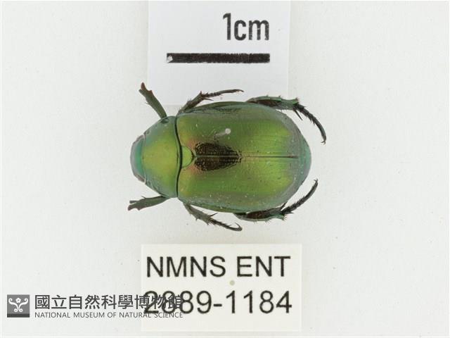 艷金龜藏品圖，第1張