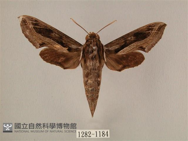 斜線天蛾藏品圖，第1張