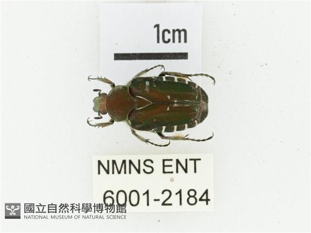 黑斑陷紋金龜藏品圖，第1張