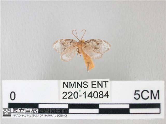 臺灣卵翅蛾藏品圖，第1張