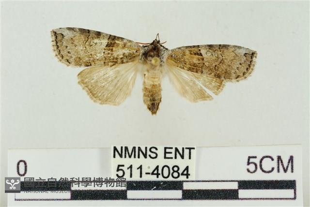 帶波紋蛾藏品圖，第1張