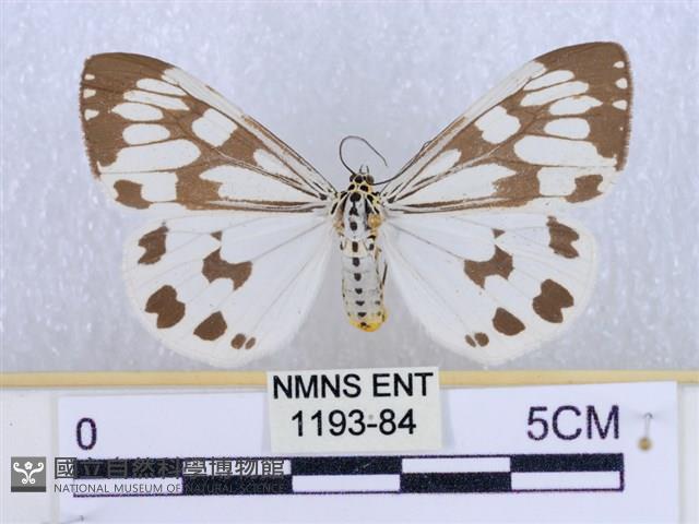 粉蝶燈蛾藏品圖，第1張