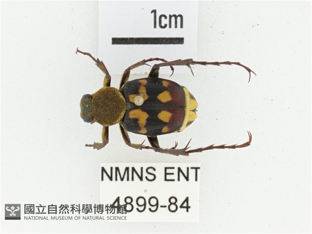 黃肩長腳花金龜藏品圖，第1張
