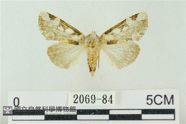 連珠波紋蛾藏品圖，第1張